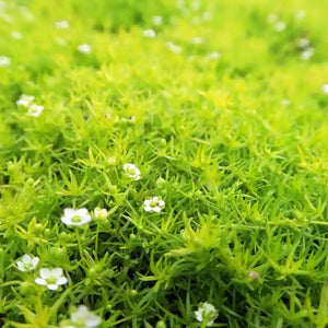 Irish Moss