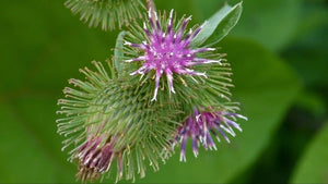 Burdock