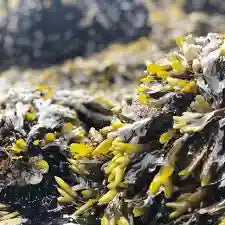Bladderwrack